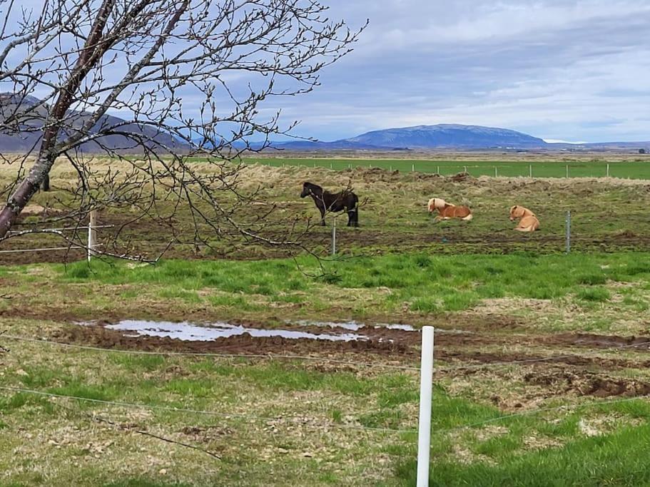 Sibbu Hus Βίλα Brjansstadir Εξωτερικό φωτογραφία